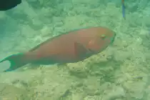 Ein gr�n geschminkter Papageienfisch (Chlorurus gibbus) in einem Riff innerhalb des Atolls.Malediven, Ari-Atoll am 11.11.2007.
