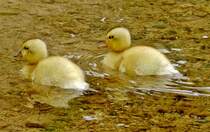 Zwillinge
05.06.2012