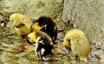 Krperpflege muss sein
05.06.2012