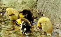 K�rperpflege muss sein
05.06.2012