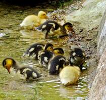 Baby Enten
05.06.2012