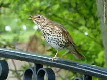 Singdrossel beim munteren Gesang (Europa-Rosarium Sangerhausen, Sachsen-Anhalt - Juni 2012)
