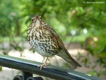 Was guckst du…? fragt diese Singdrossel (Europa-Rosarium Sangerhausen, Sachsen-Anhalt - Juni 2012)