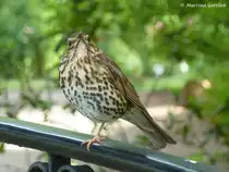 Was guckst du…? fragt diese Singdrossel (Europa-Rosarium Sangerhausen, Sachsen-Anhalt - Juni 2012)