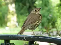 Singdrossel gar nicht scheu (Europa-Rosarium Sangerhausen, Sachsen-Anhalt - Juni 2012)