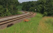 Mein erstes Bild eines Wildtieres: Am 16.06.12 sucht eine Rike nach Futter am Bahndamm. Die Aufnahme entstand zwischen hringen und Neuenstein.