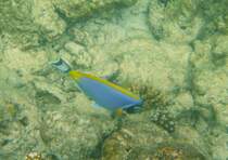 Ein Weisskehl-Doktorfisch (Acanthurus leucosternon) am Innenriff im sdlichen Ari-Atoll, Malediven.
