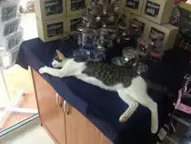 Thail�ndische Hauskatze ruht auf einem Gesch�ftsstand.(3.1.2012)