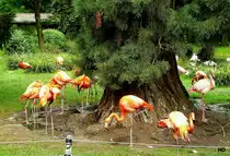 Ein sch�ner farbiger Tupfen sind diese Flamingos im K�lner Zoo.