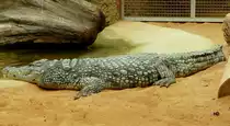 Dieses Krokodil im K�lner Zoo lie� sich durch die Besucher nicht st�ren. 