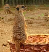 Diese Erdmnnchen leben in einer groen Gruppe im Klner Zoo.