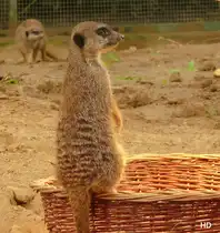 Diese Erdm�nnchen leben in einer gro�en Gruppe im K�lner Zoo.