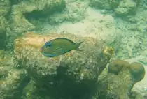 Ein Streifendoktorfisch (Acanthurus lineatus) am Innenriff im s�dlichen Ari-Atoll, Malediven.