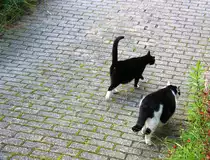 Zwei Katzen laufen die Einfahrt herunter.
Aufgenommen in Kohlscheid-Bank am Abend des 20.6.2012.