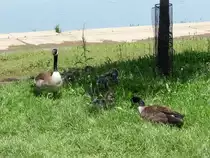 G�nsefamilie in Washington, DC (1.6.09)