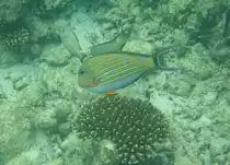 Ein Streifendoktorfisch (Acanthurus lineatus) in Begleitung von zwei Braunen Doktorfischen am Innenriff im s�dlichen Ari-Atoll, Malediven.
