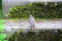 Ein Rotschw�nzchen klettert die Teppe hinauf.
Aufgenommen Aachen-Eilendorf am 21.6.2012.