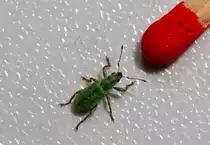 Gr�ssenvergleich - 24.06.2012