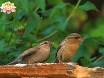 Ein junger Spatz bettelt bei seiner Mutter um Futter. Gesehen und fotografiert am 16.06.2012 in einer Hotelanlage in Kiotari auf Rhodos (Gr).