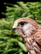 Turmfalke im Tiergehege Zeulenroda am 23.06.2012