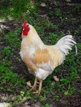 Haushuhn in Zeulenroda. Foto 23.06.2012