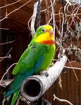 Wellensittich in Zeulenroda. Foto 19.06.12