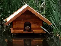 Ente schaut aus dem Haus. Foto 19.06.12