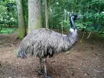 Gro�er Emu im Tiergehege Zeulenroda. Foto 19.06.2012