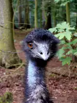 Gro�er Emu im Tiergehege Zeulenroda. Foto 19.06.2012