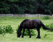 Pferd auf einer Koppel in Zeulenroda. Foto 20.06.12
