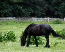 Pferd auf einer Koppel in Zeulenroda. Foto 20.06.12