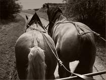 Kaltblter bei der Arbeit im Vorharz. Aufnahmedatum 2009-05