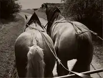 Kaltbl�ter bei der Arbeit im Vorharz. Aufnahmedatum 2009-05