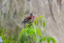 Bluth�nfling am Morgen auf einem Hagebuttenzweig. - 28.06.2012