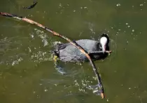 Bl�sshuhn beim Schleppen von Nestbaumaterial am Nymphenburger Schlo� - 28.04.2012