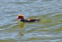 Kolbenente (Mnnchen) im Chiemsee - 27.04.2012