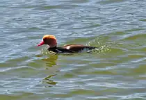 Kolbenente (M�nnchen) im Chiemsee - 27.04.2012