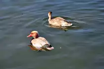 Kolbenentenpaar beim Nymphenburger Schlo� in M�nchen - 28.04.2012