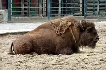 Bison. Anfang des 18.Jahrhunderts lebten bis zu 60 Mio. Tiere in Nordamerika. Gro�fl�chiger Getreideanbau und die Jagd dezimierten die Bison. So soll der B�ffelj�ger Buffalo Bill allein in 18 Monaten 4280 Tiere erlegt haben. 1889 lebten nur noch 835 Bison. Duch die Einrichtung von Schutzgebieten und mit Hilfe zoologischer G�rten ist es gelungen den Bestand auf heute 50000 Tiere zu erh�hen. Foto:01.07.2012, Zoologischer Garten Berlin