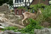 Sibirischer Steinbock. (Capra ibex sibirica). Der Steinbock bewohnt die asiatischen Gebirge zwischen 500 und 5000m. Dieser freche Kerl hier schert sich nicht um Gehegegrenzen. Dank der au�ergew�hnlichen Kletterk�nste hat er den Sicherheitsgraben �berwunden und futtert nun am leckeren Blattwerk au�erhalb seines Gehege. Ist er das Trockenfutter leid? Foto:01.07.2012, Zoologischer Garten Berlin  