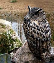 UHU in Zeulenroda. Foto 14.03.12