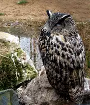 UHU in Zeulenroda. Foto 14.03.12