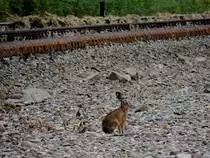 Feldhase entlang des untersp�lten Gleisbettes auf der Innkreisbahn bei Atzing; 120622