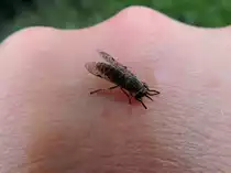 Regenbremse (Haematopota pluvialis), im Volksmund auch Regenbogenbremse, Blinde Fliege, Gewitterbremse sowie Faulstich genannt, ist eine Fliegenart aus der Familie der Bremsen (Tabanidae) bohrt in K�rze seinen Stechr�ssel in die menschliche Haut; 120703