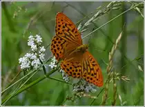 Dieser stattliche Kaisermantel (Argynnis paphia) �ffnete seine Fl�gel komplett, um von mir fotografiert zu werden. 04.07.2012 (Hans)