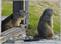 Droht Gefahr? Aufmerksam beobachten die beiden Murmeltiere die Umgebung in ihrem Gehege am Rochers de Naye. 26.05.2012 (Hans)