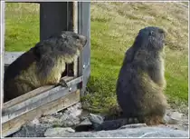 Droht Gefahr? Aufmerksam beobachten die beiden Murmeltiere die Umgebung in ihrem Gehege am Rochers de Naye. 26.05.2012 (Hans)