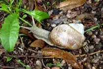 Weinbergschnecke auf Futtersuche, Juli 2012