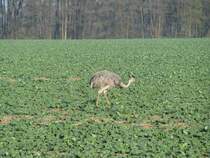 Nanbu, aufgenommen an der Strae [K 5] von Schattin nach Utecht am 12.11.2011