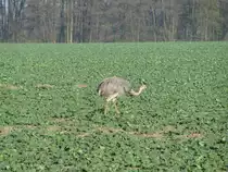 Nanbu, aufgenommen an der Stra�e [K 5] von Schattin nach Utecht am 12.11.2011